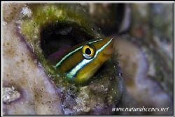 Smile your now in the under water photo contest 350D/105 by Yves Antoniazzo 